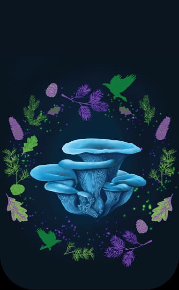 Лунни корали